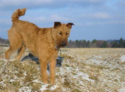 Irish Terrier Dog Breed Information And Images K9