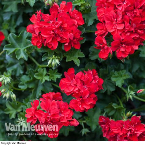 Geranium Red Polly Van Meuwen