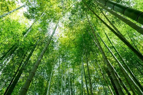 Low Angle Photography Of Green Trees During Daytime Photo Free Japan