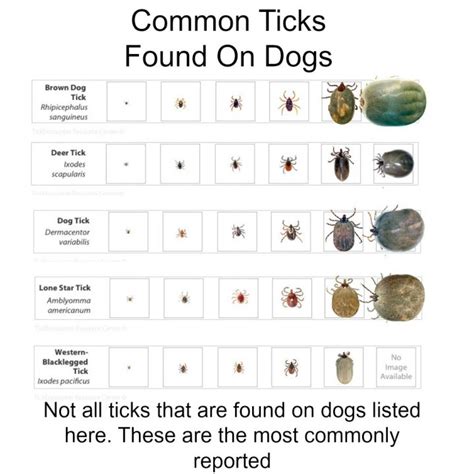 So You Found A Tick On Your Dog Heres What You Should Do Next My