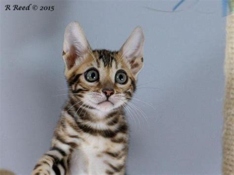 The bengal cat is highly active. Bengal Kittens For Adoption - 3 months old for Sale in Los ...