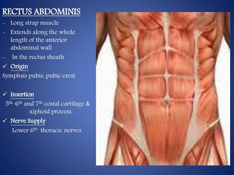 Ppt Abdominal Wall Powerpoint Presentation Free Download Id3081617