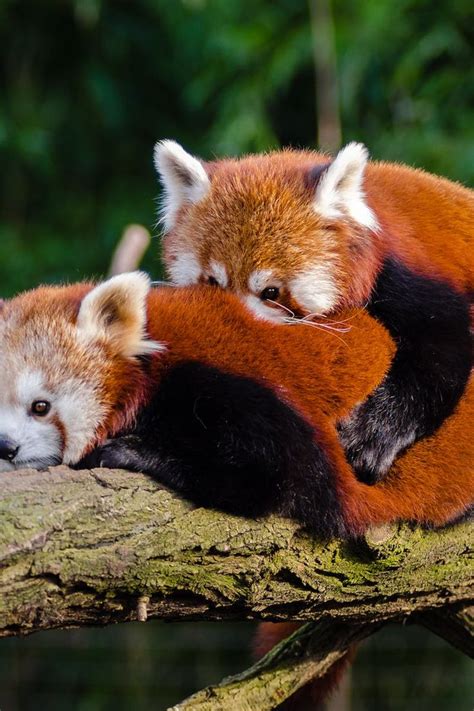 Two Red Pandas Cuddle Together On A Tree Branch