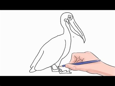 How To Draw A Pelican Easy Step By Step Youtube