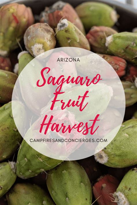 #succulentsofinstagram #succulentcity #succulentscientist #amazingsucculents #desertplants#succulents #bandbcactusfarm #visitarizona. Saguaro Cactus Fruit Harvest | Campfires & Concierges