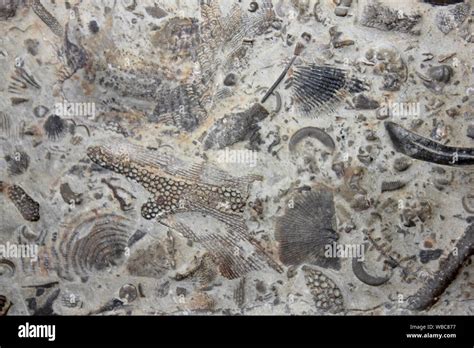 Fossils Sedimentary Rock Hi Res Stock Photography And Images Alamy