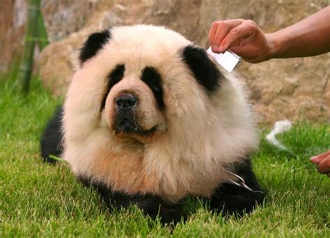 Chow Chow Panda Dog Breed Facts 2021 Animals Home