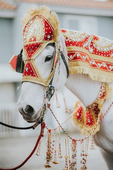 Wedding Horse Horse Rental For Wedding Mars