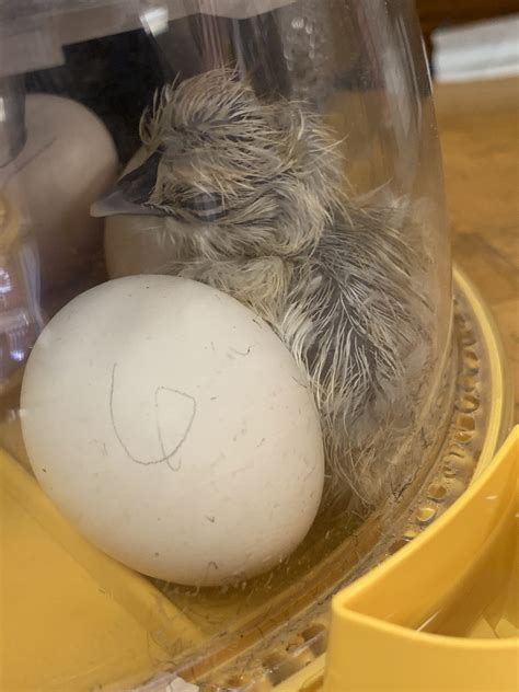 Silkie Hatching Eggs Better With Thyme