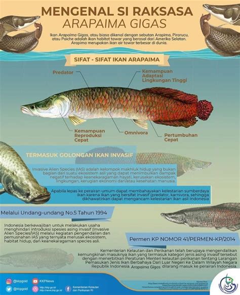 Cara mengolah ikan mujair cukup mudah bisa hanya digoreng kering salah satu ikan paling populer di indonesia adalah gurame. 10 Jenis Ikan Air Tawar Paling Ganas di Dunia : Mongabay.co.id