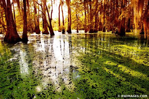 Framed Photo Print Of Lake Martin Atchafalaya Basin Louisiana Swamp