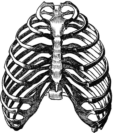 Skeleton rib cage tattoo designs | ribcage tattoo, cage. Rib Cage Drawing - ClipArt Best