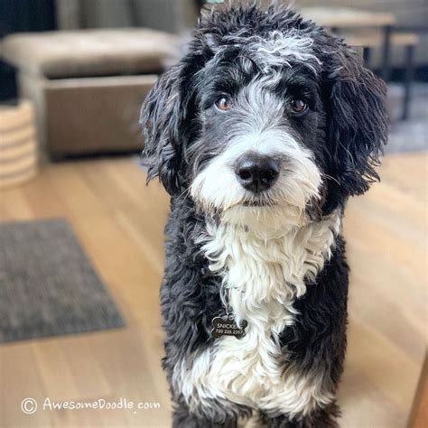 Full grown aussiedoodle's weight can range from 25 to 70 pounds. Snickers - AwesomeDoodle
