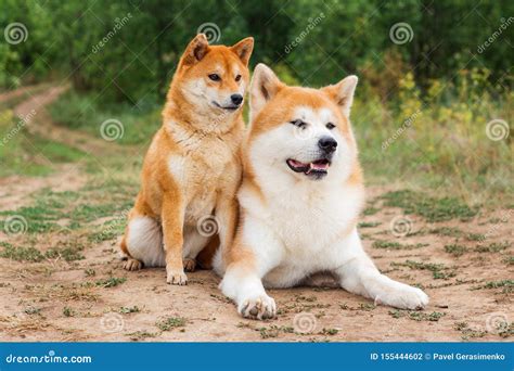Two Japanese Dogs Akita Inu And Shiba Inu Stock Photo Image Of