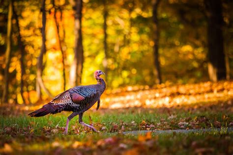 Meet The Challenge Of Fall Turkey Hunting Game And Fish