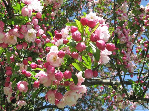 Apple Blossoms Tree In Full Bloom Photograph By Gina Captured Images Of