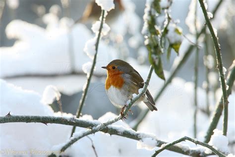 Robin In Snow Photo Wp27605