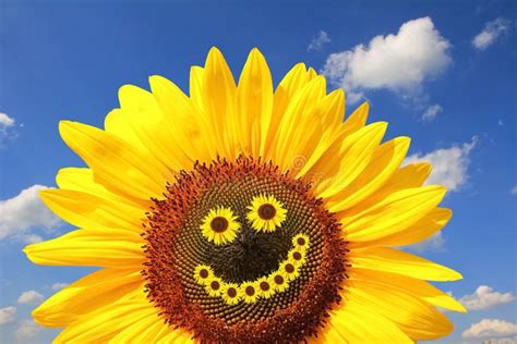 Bright Sunflower With Smiling Face Stock Image Image Of Natural Eyes