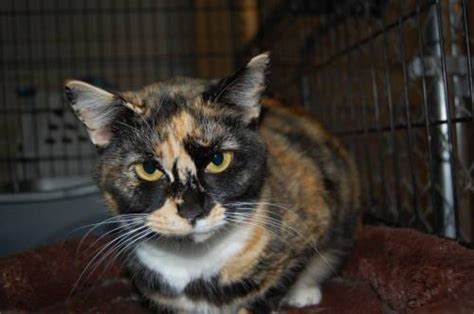 Calico Patches Small Adult Female Cat For Sale