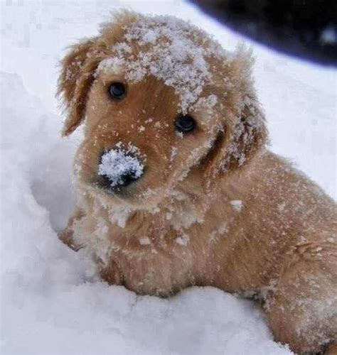 Brincando Na Neve Cute Animals Snow Puppy Puppies