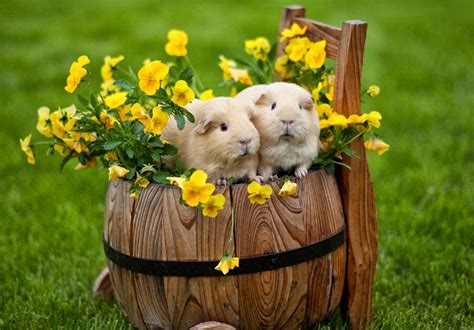 Wallpaper Wallpaper Cute Animals T Of Nature