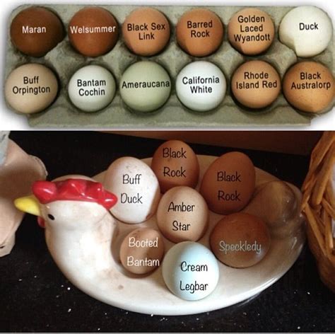 Which Breed Of Chicken Is Your Egg From Some Egg Varieties By Color Chickens Backyard