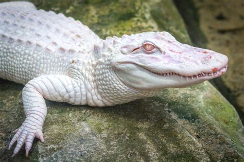 10 Awesome Albino Reptiles To Ceck Out Reptileworldfacts