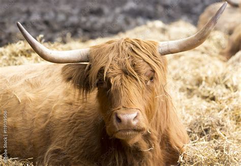 Highland Cattle Laying In The Hay Stock Photo Adobe Stock