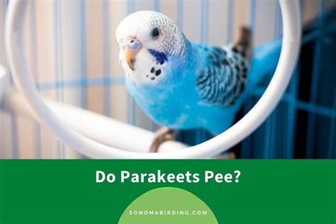Do Parakeets Pee Sonoma Birding
