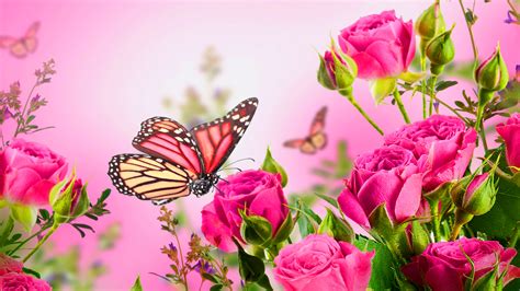 6,845 amazing nature wallpapers in hd. High Resolution Pictures of Rose Flowers and Butterfly for ...