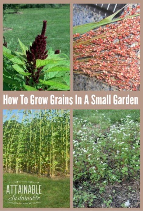 How To Grow Grains In A Small Garden