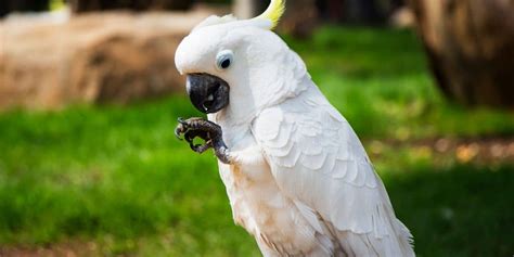 7 Largest Birds To Keep As Pets Hutch And Cage