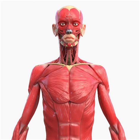 Full Body Muscle Anatomy 3d Model Cgtrader