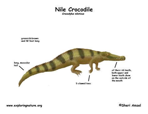 Crocodile Nile