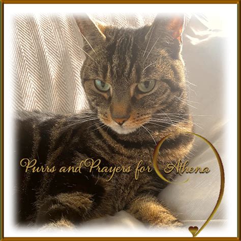 Purrs And Prayers For Athena Cat Goddess Wise Kitty The Cat Blogosphere