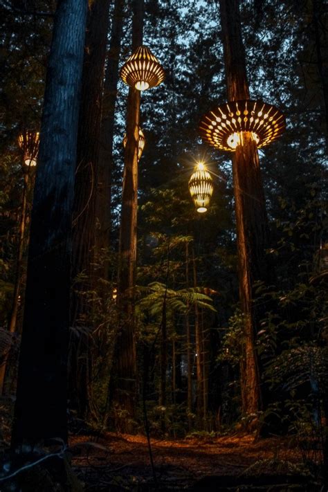 Redwoods Forest Light Tree Walk Rotorua New Zealand Light Art