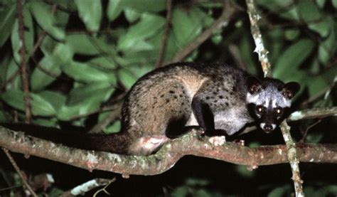 Common Palm Civet Facts Information And Pictures