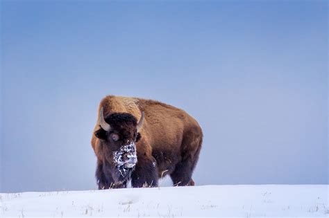bison on snow covered hill fine art photo print photos by joseph c filer