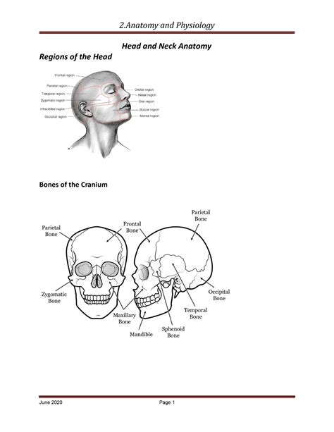 Hand Out Anatomyof The Head And Neck 2 Head And Neck Anatomy Regions