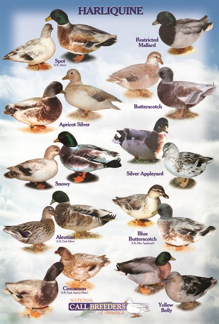 Call Duck Color Chart