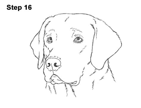 How To Draw A Labrador Retriever Head Video And Step By Step Pictures