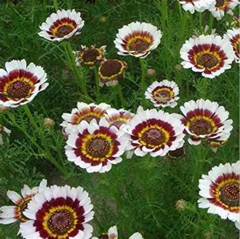 100 White Cape Daisy Zulu Prince Seeds Daisy Venidium Flowers
