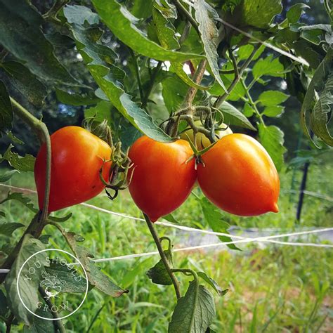Garden Gem Tomato: A Tomato Geek's Review - You Should Grow