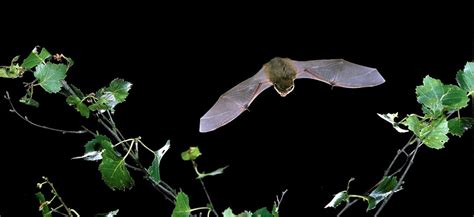 Bat Conservation Trust 2022 Virtual Tcs London Marathon