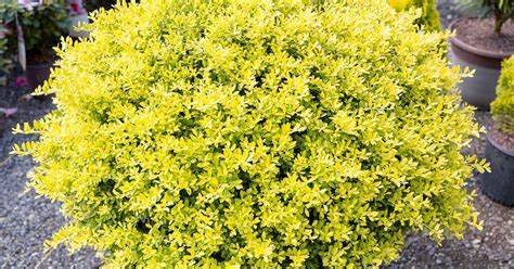 Touch Of Gold Holly Golden Low Maintenance Shrub From Southern Living