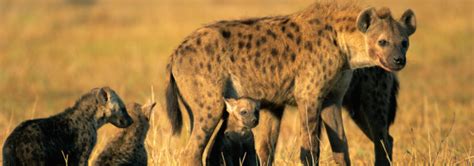 10 Incredible Facts About Hyenas Blog By Safarihub