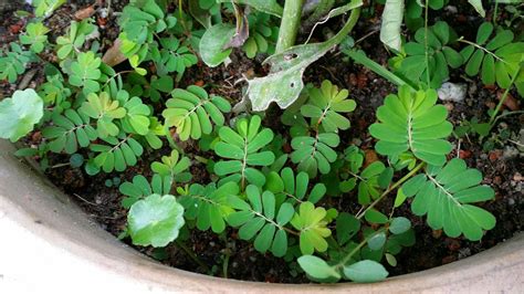 Herbs in malaysia kenali pokok pokok herba di malaysia. ZULFAZA LOVES COOKING: Ketumpang air dan dukung anak ...