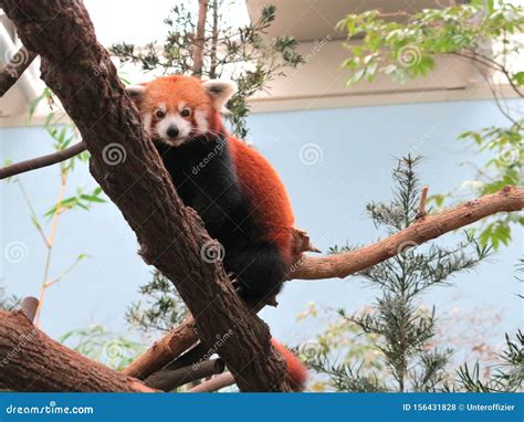 A Red Panda In Captivity Clinging On To A Tree Trunk Stock Photo