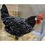 Ancona Chicken Breed Pro  Cluckin