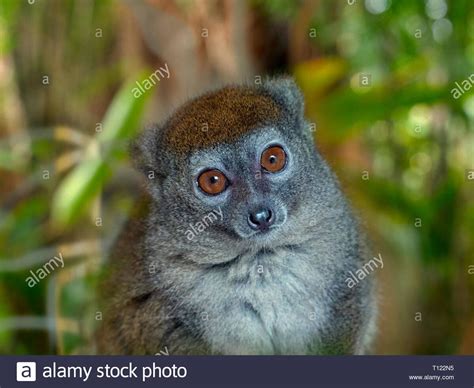 Western Lesser Bamboo Lemur Naturerules1 Wiki Fandom